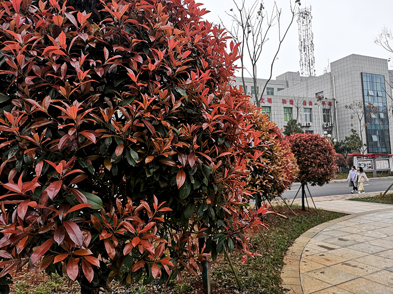 衡陽(yáng)幼高專：春色滿園迎開(kāi)學(xué)